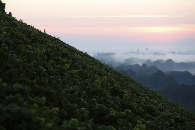 Réserve Perpétuelle Non Dosé - Champagne Philipponnat